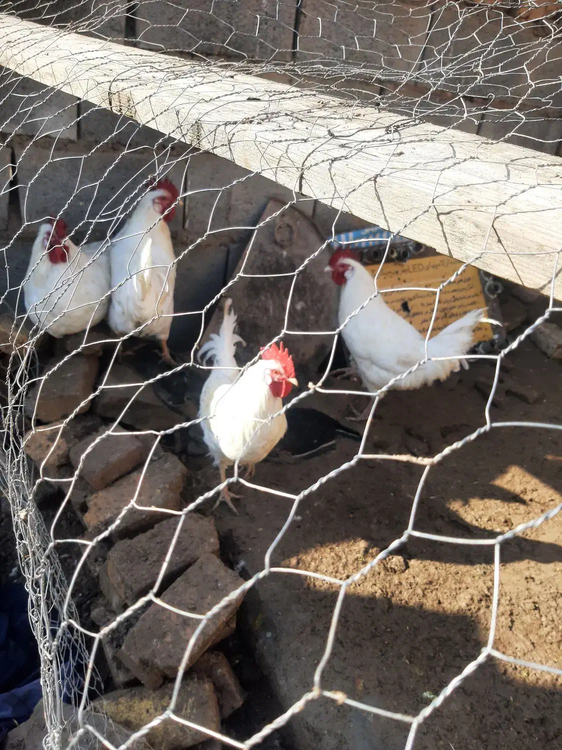 خروس نقاب|حیوانات مزرعه|عطاملک, |دیوار