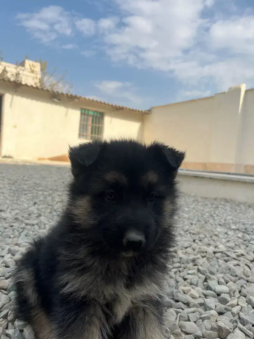 توله ژرمن|سگ|کرج, ملکآباد|دیوار