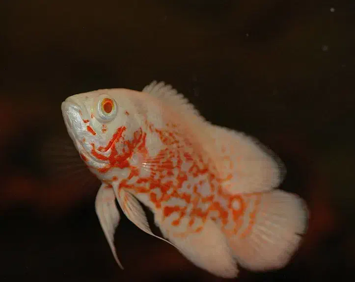 گیاه طبیعی|ماهی|اهواز, کوی سعدی|دیوار