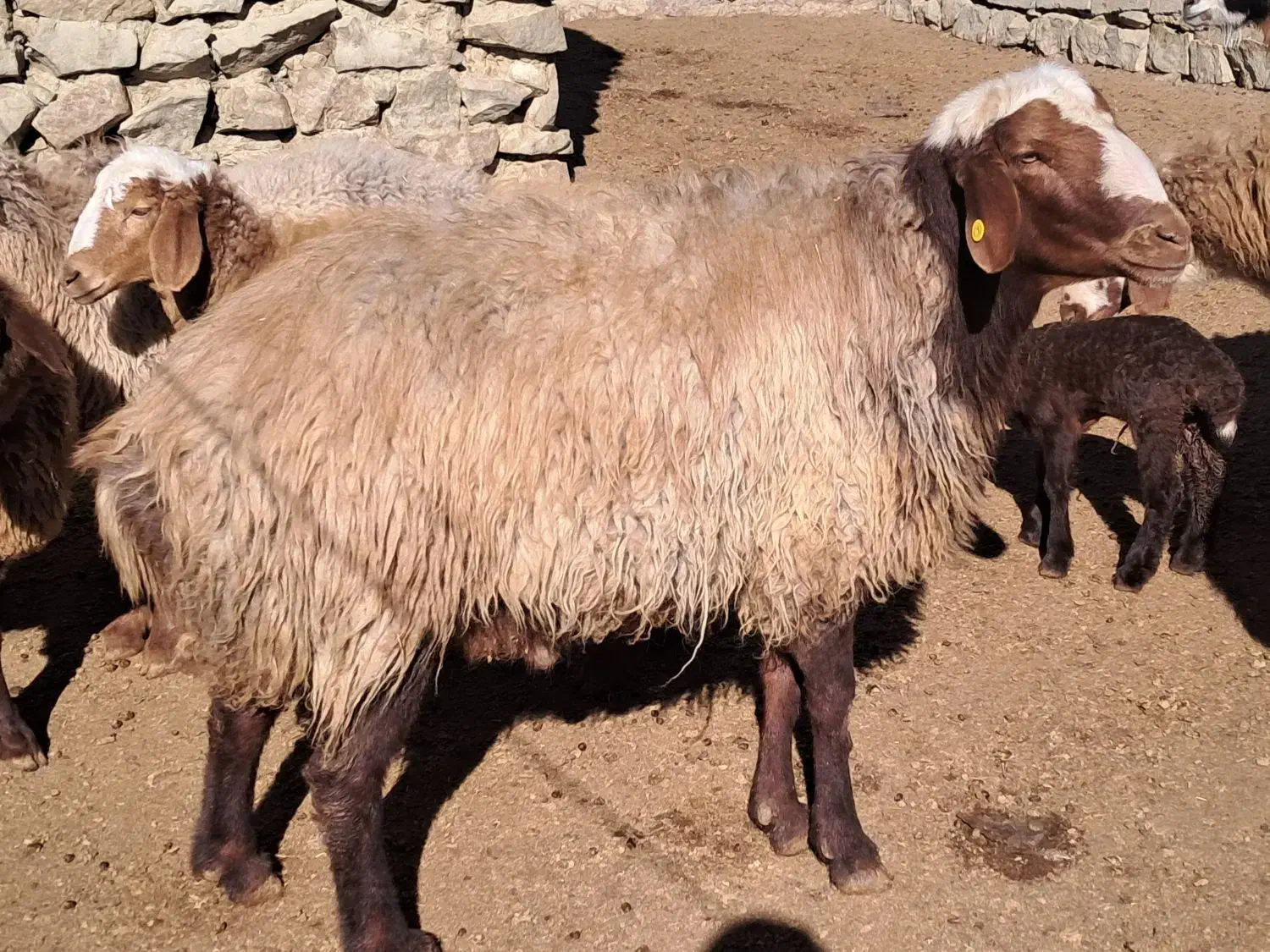 قوچ هترو|حیوانات مزرعه|راز وجرگلان, |دیوار