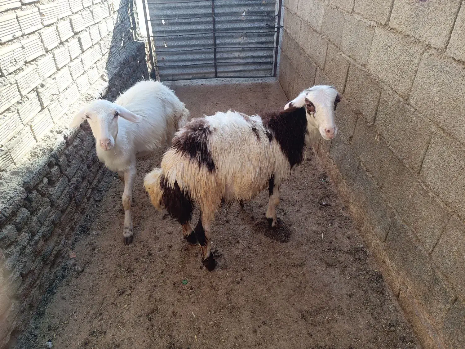 بره و میش|حیوانات مزرعه|سیلاخور, |دیوار