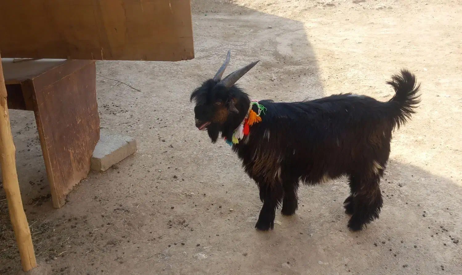 بیگ ختمی|حیوانات مزرعه|ایذه, |دیوار