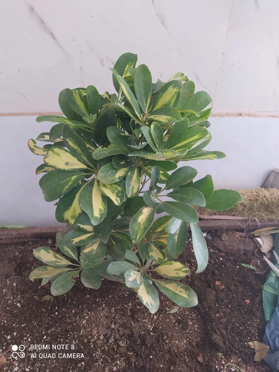 گل و گیاه شفلرا|گل و گیاه طبیعی|اهواز, سیصد دستگاه|دیوار