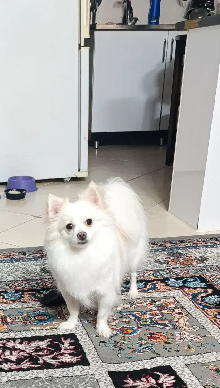 پامر روباهی|سگ|فولادشهر, مسکن مهر فولادشهر|دیوار