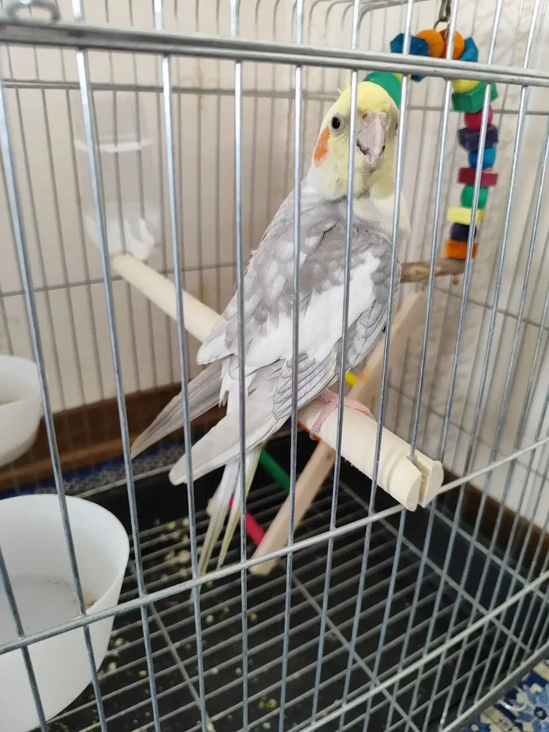 عروس هلندی|پرنده|قدس, شهرقدس|دیوار