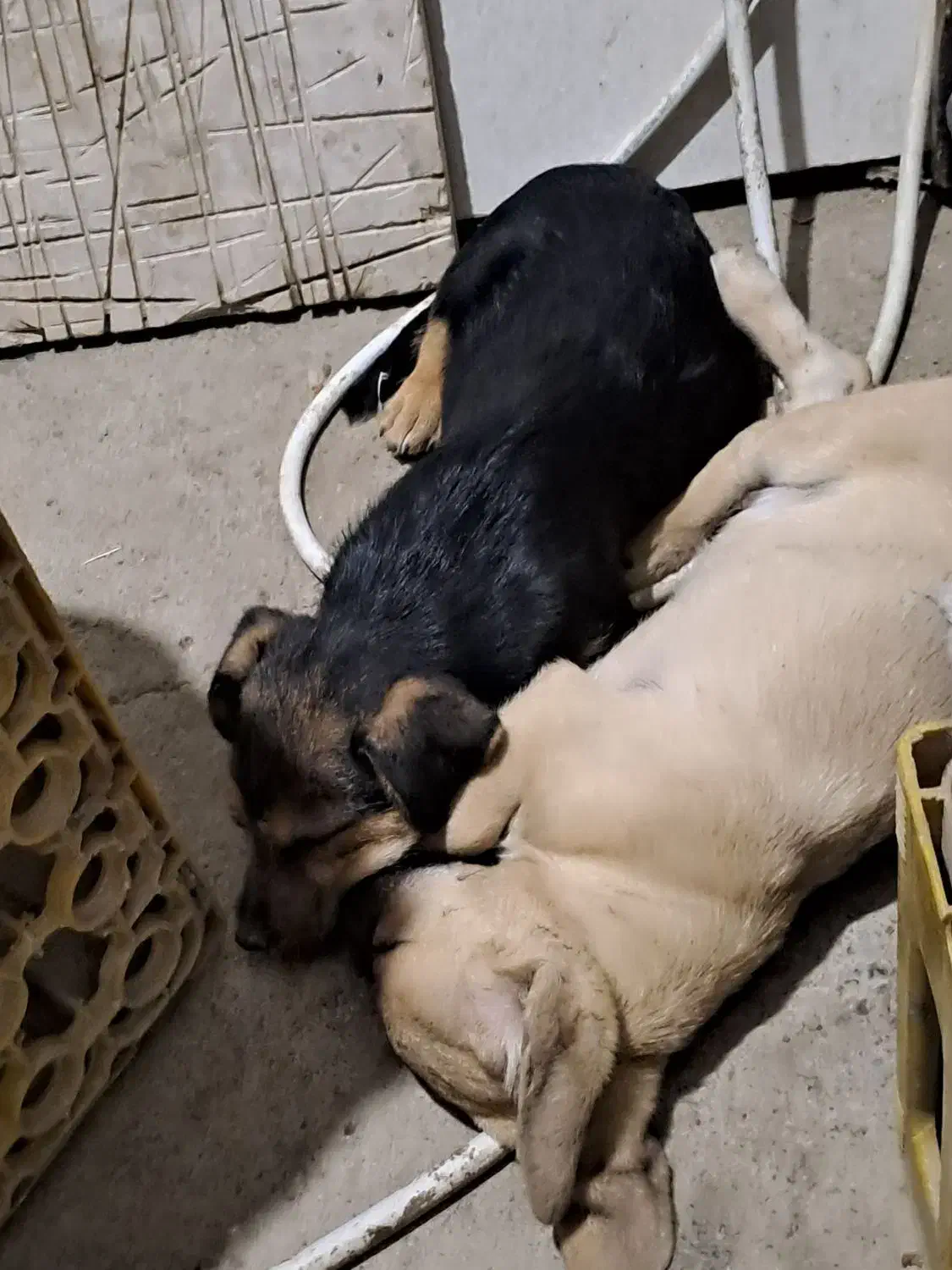 واگذاری توله سگ پاکوتاه۲وماه ونیمه رایگان|سگ|چناران, |دیوار