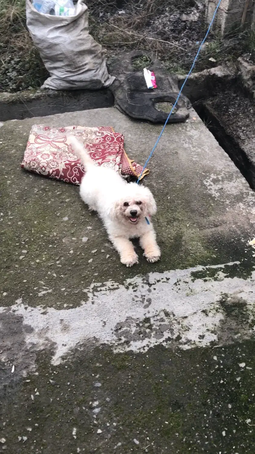 پودل سفید واگذاری|سگ|صومعهسرا, |دیوار