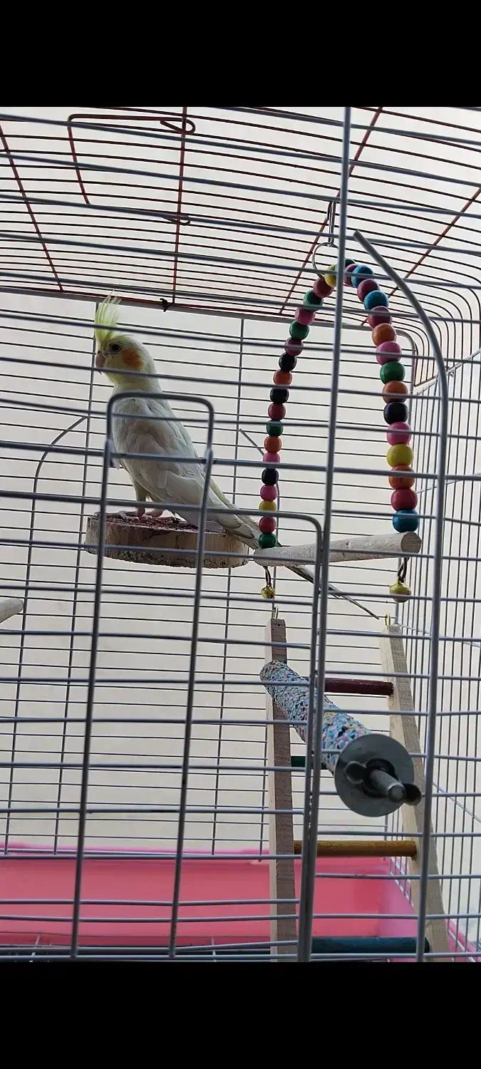 عروس هلندی لوتینو|پرنده|اصفهان, منتظرالمهدی|دیوار