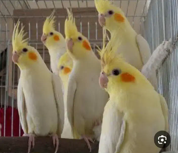 عروس هلندی جوان و سرحال|پرنده|قم, شهرک امام حسن|دیوار