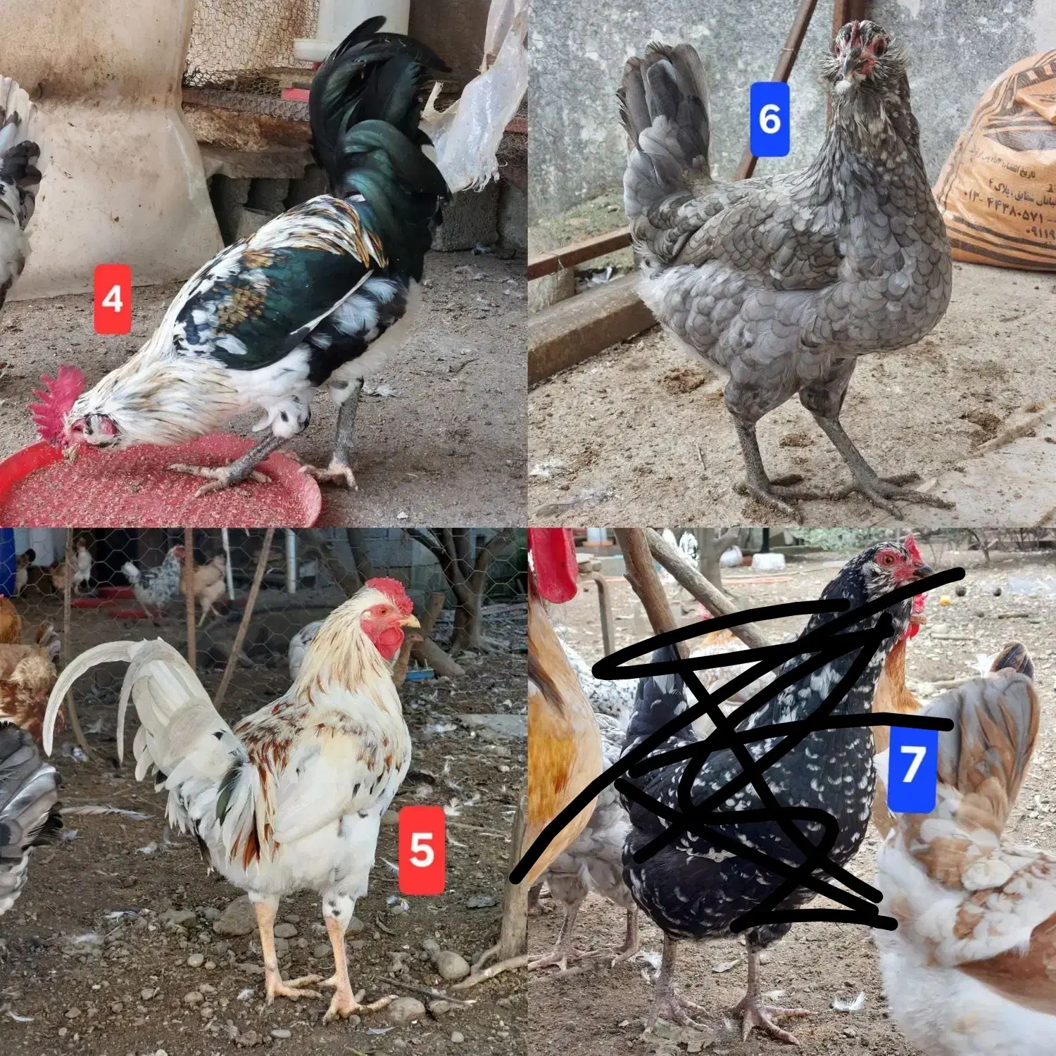 مرغ و خروس محلی|حیوانات مزرعه|چابکسر, |دیوار