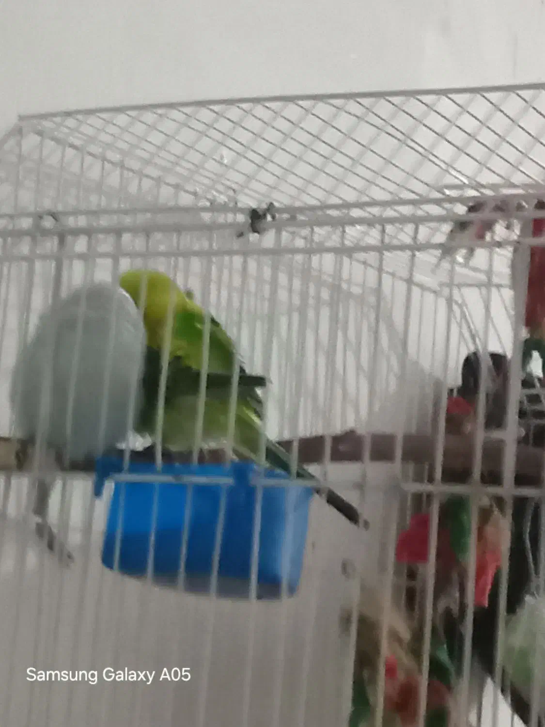 مرغ عشق|پرنده|تهران, امیر بهادر|دیوار