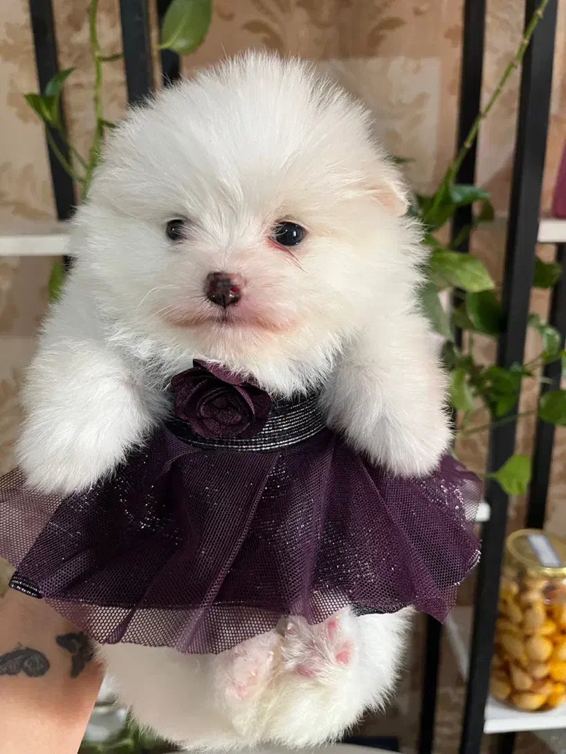 پامر خرسی ماده فنجونی تیکاپ تیکاپ|سگ|تهران, زعفرانیه|دیوار