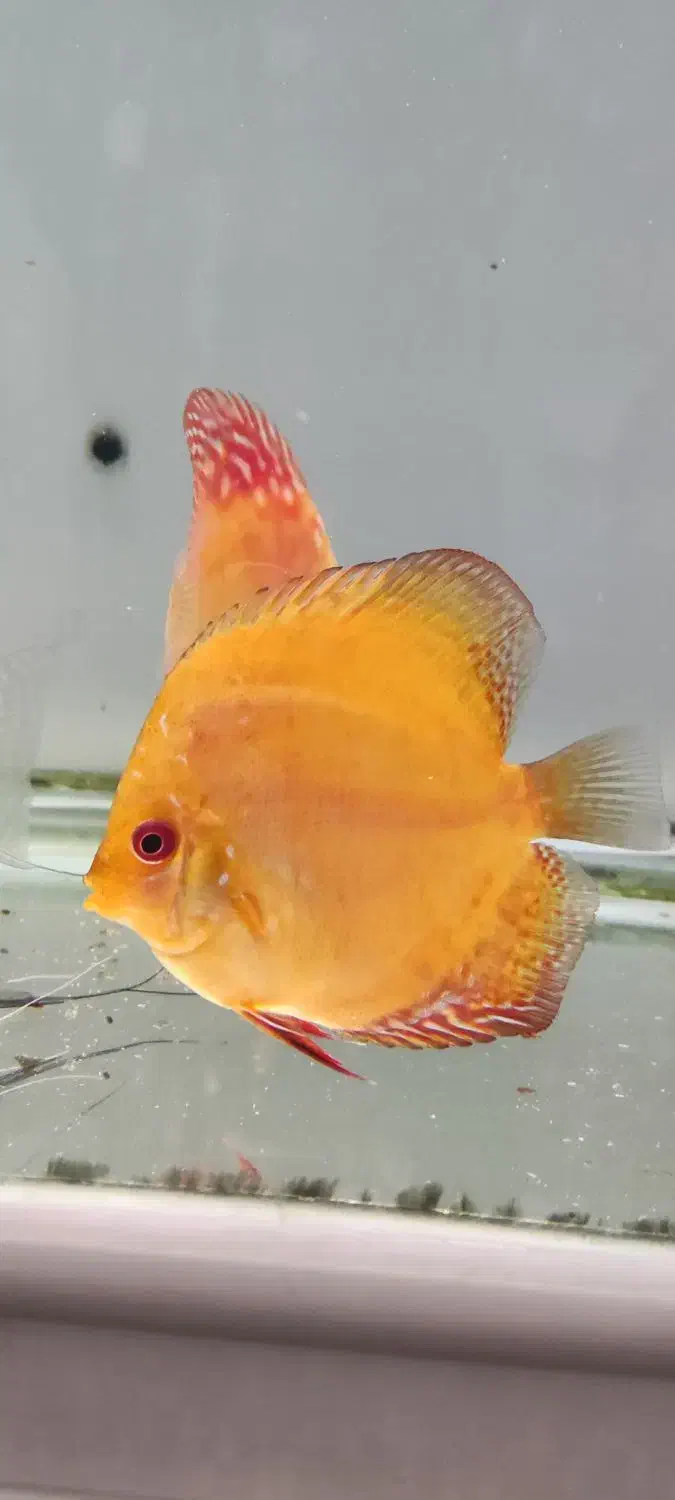 فروش پنج عدد ماهی دیسکس|ماهی|مبارکه, |دیوار