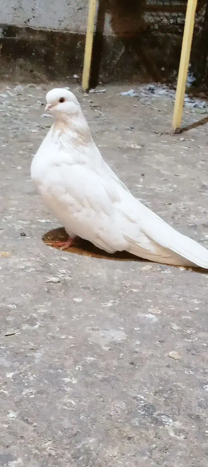 سفید تهرانی اصل جفت نرو ماده فریمان|پرنده|فریمان, |دیوار