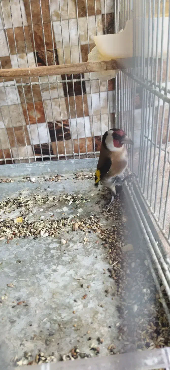 دوتا قناری نر و یک عدد سهره ی گل قفل نر|پرنده|تهران, جوادیه|دیوار