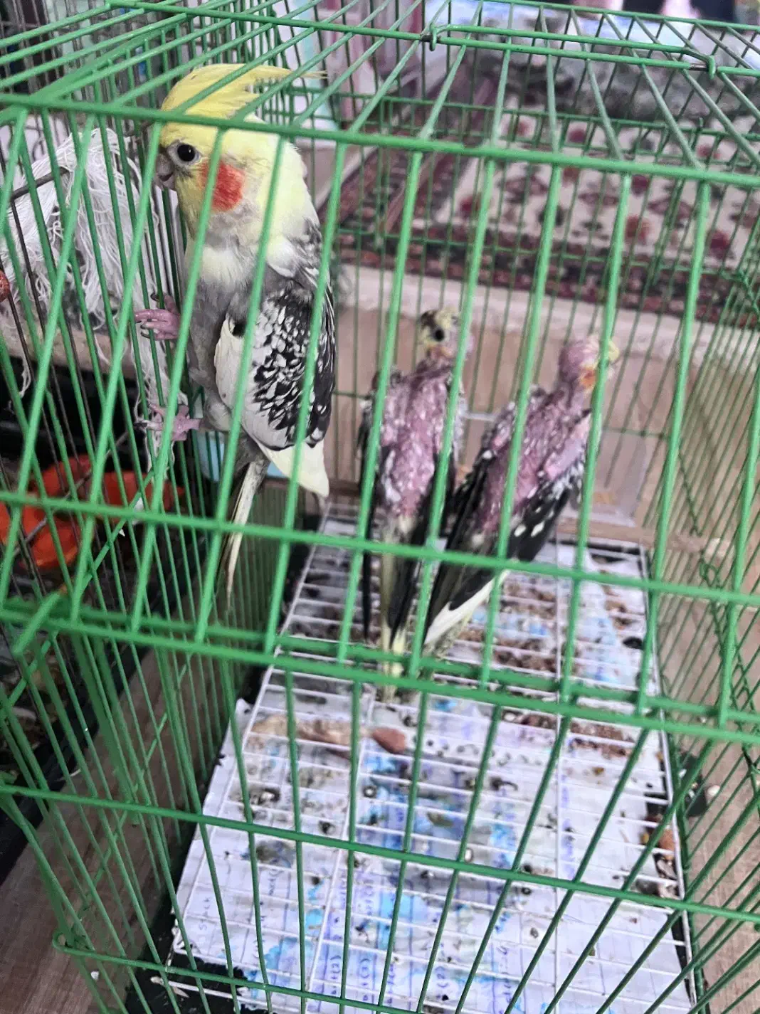 عروس هلندی|پرنده|لنگرود, |دیوار