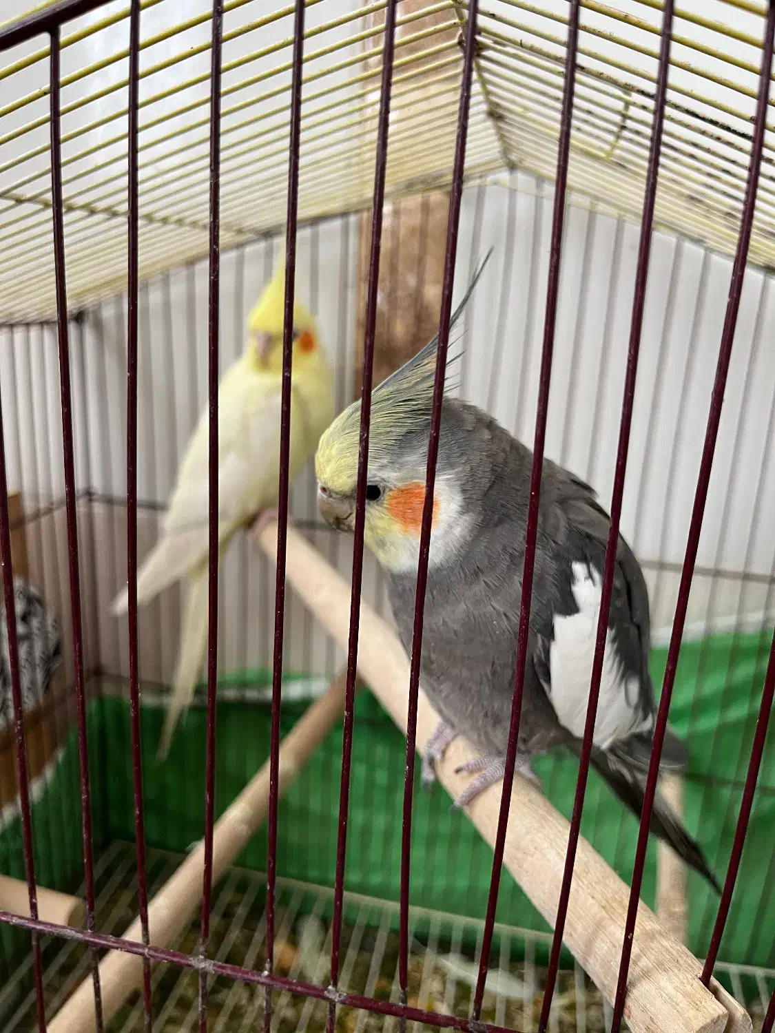 عروس|پرنده|جغین, |دیوار