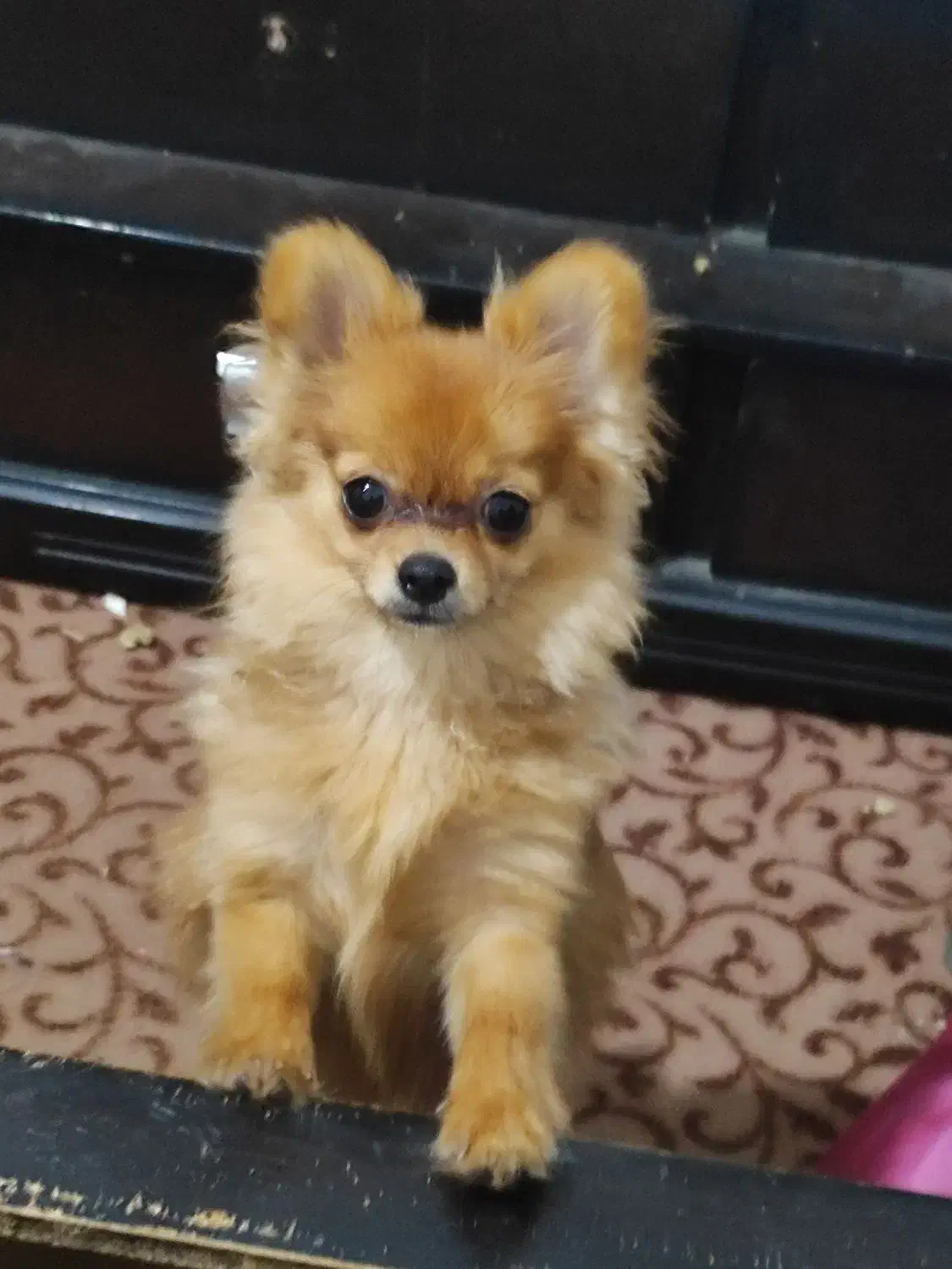 سگم گمشده|حیوانات|مشهد, شهرک امام سجاد|دیوار