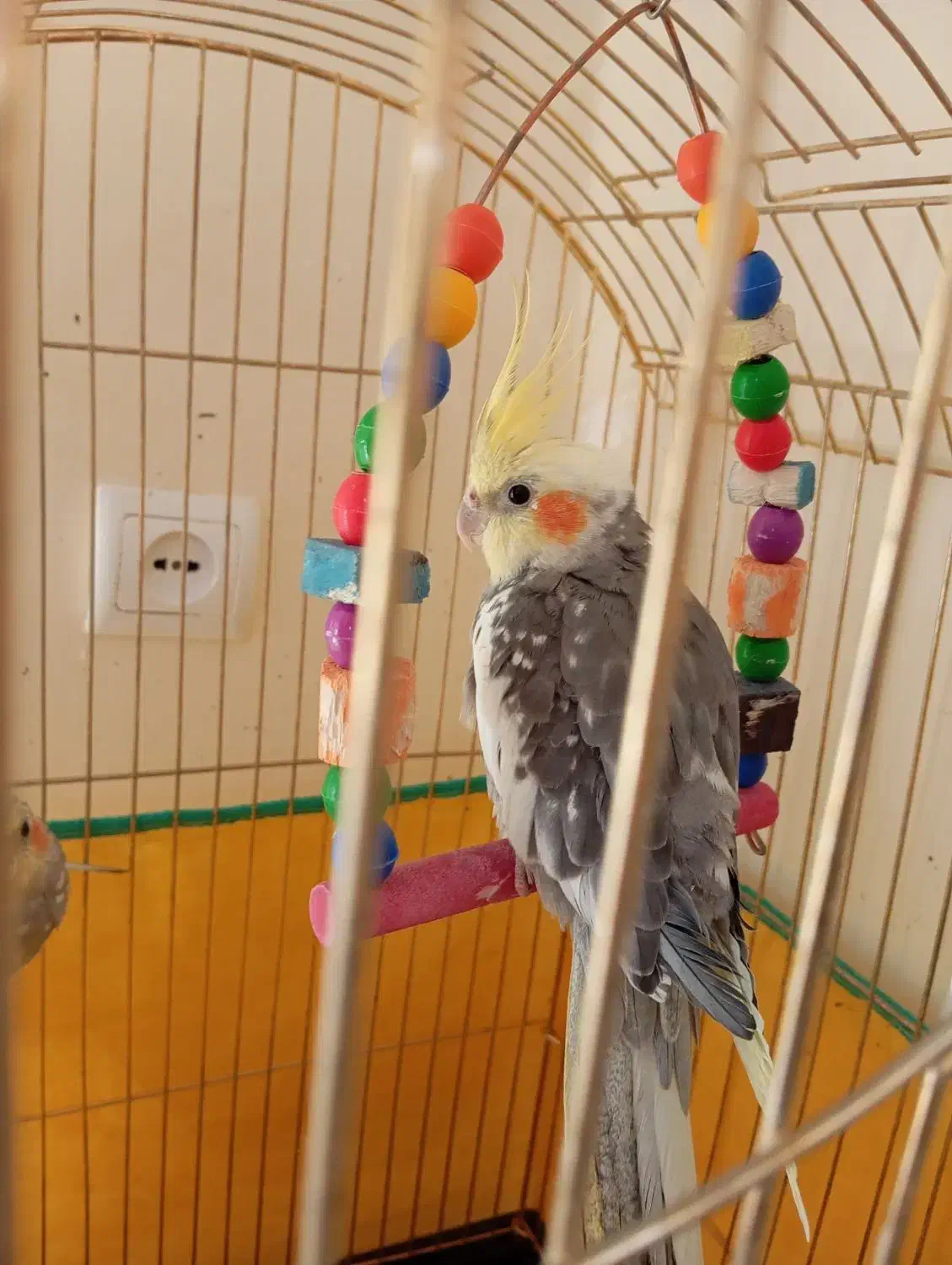 عروس هلندی نر و ماده سخنگو معاوضه با انگشتر|پرنده|بروجرد, |دیوار