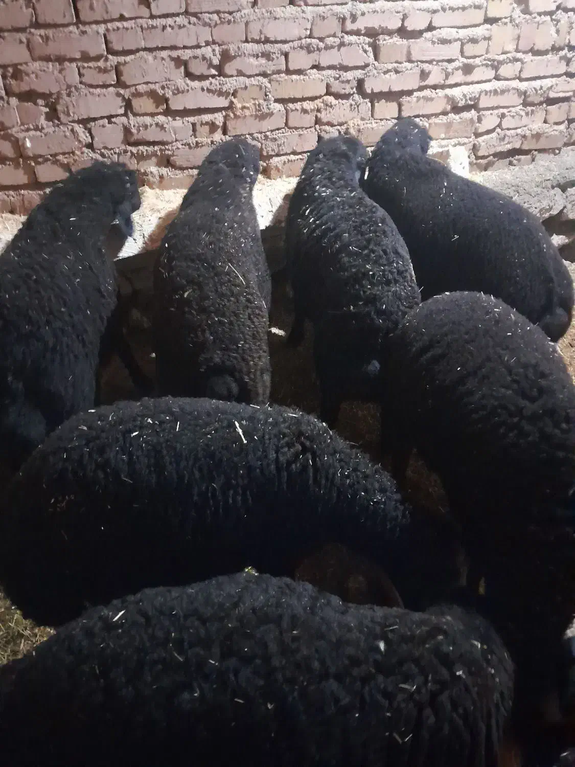 بره‌جفت ۶۰کیلو|حیوانات مزرعه|آوج, |دیوار