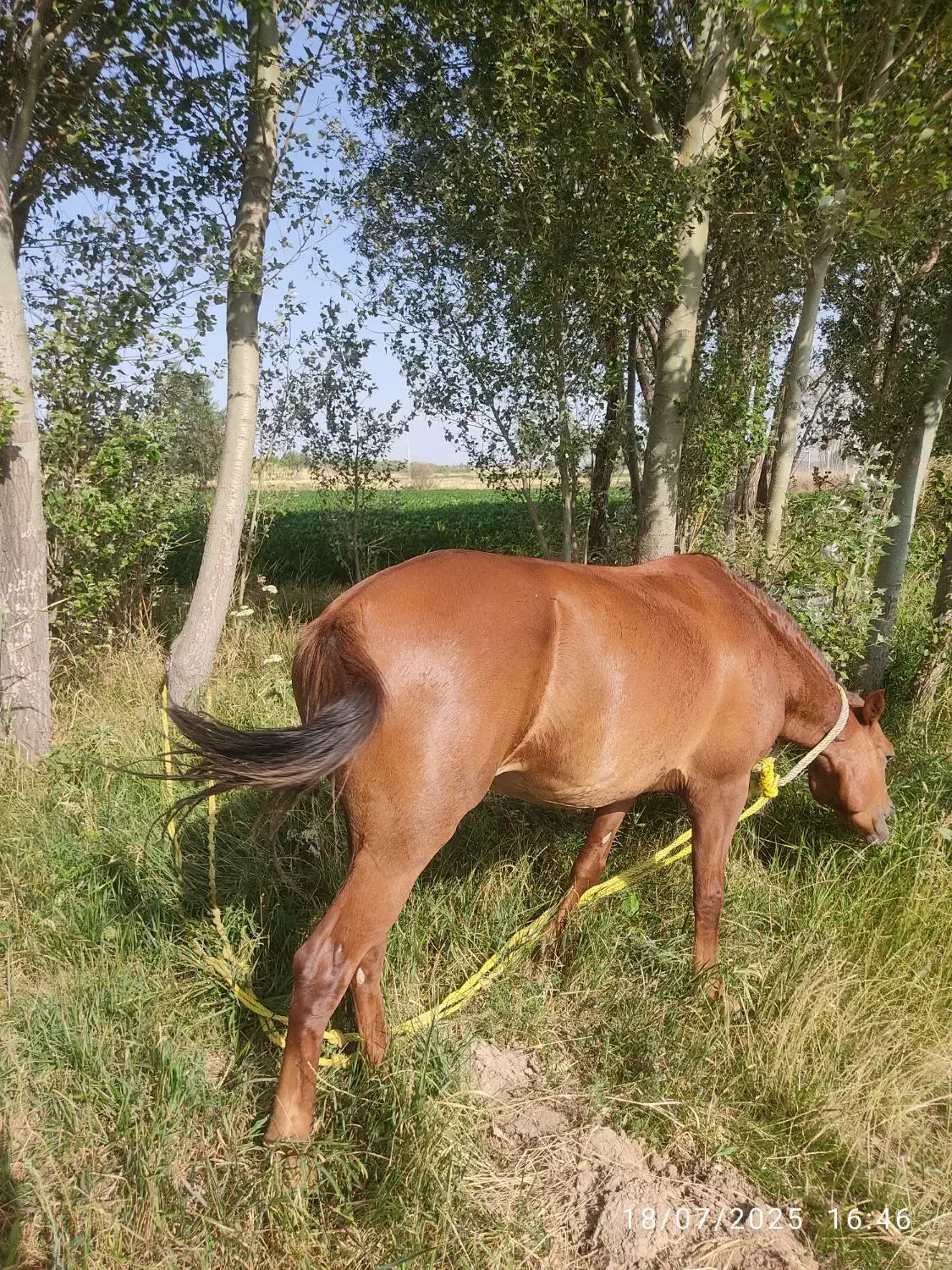 اسب مادیان|اسب و تجهیزات اسبسواری|بستان آباد, |دیوار