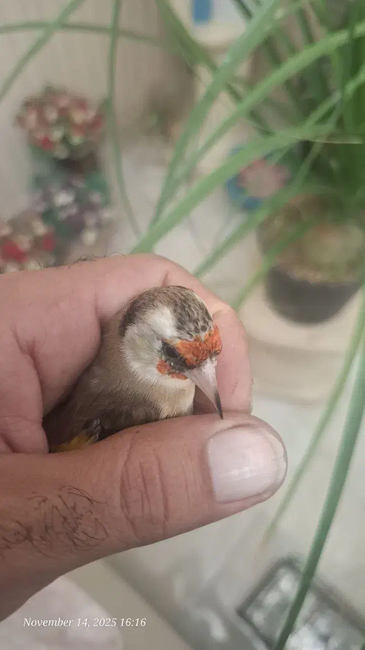 ماده سهره داغسر رسمی 3پردم سفید|پرنده|تهران, شهر زیبا|دیوار