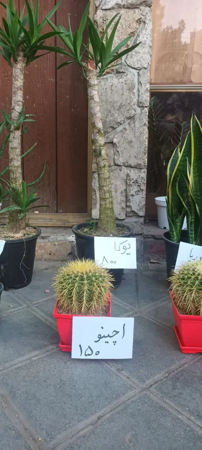 انواع گل آپارتمانی|گل و گیاه طبیعی|قزوین, |دیوار