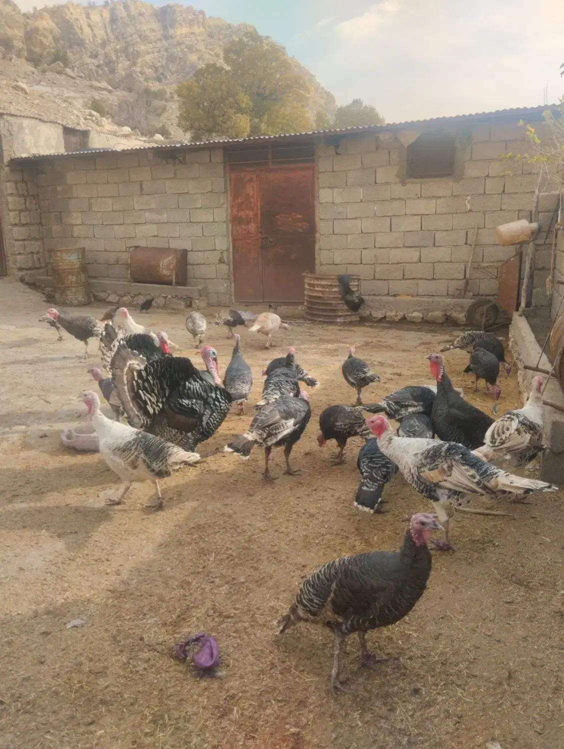 بوقلمون بزرگ همه به فروش میرسن|حیوانات مزرعه|سیوان, |دیوار