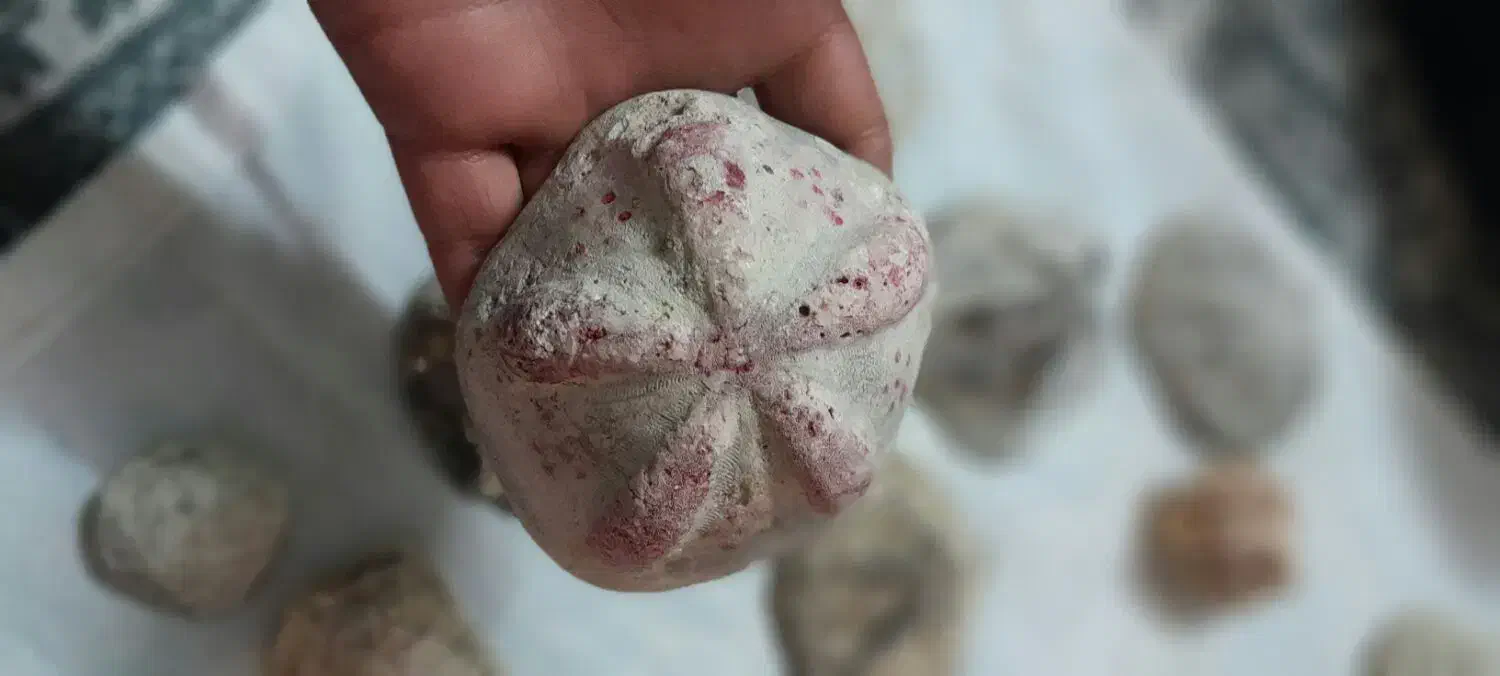 فوسیل|کلکسیون اشیاء عتیقه|زنجان, |دیوار