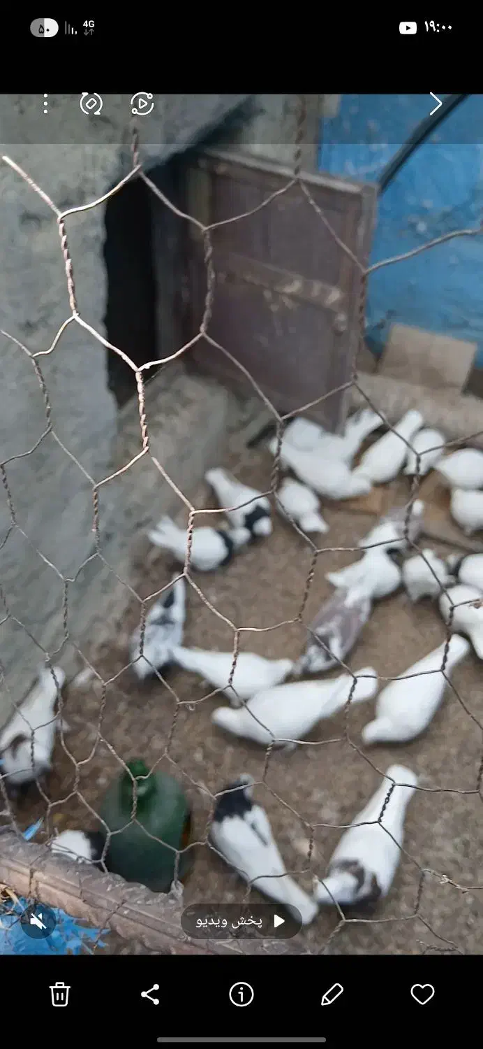 کبوتر|پرنده|زرند, |دیوار