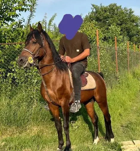 اسب|اسب و تجهیزات اسب‌سواری|ابهر, |دیوار