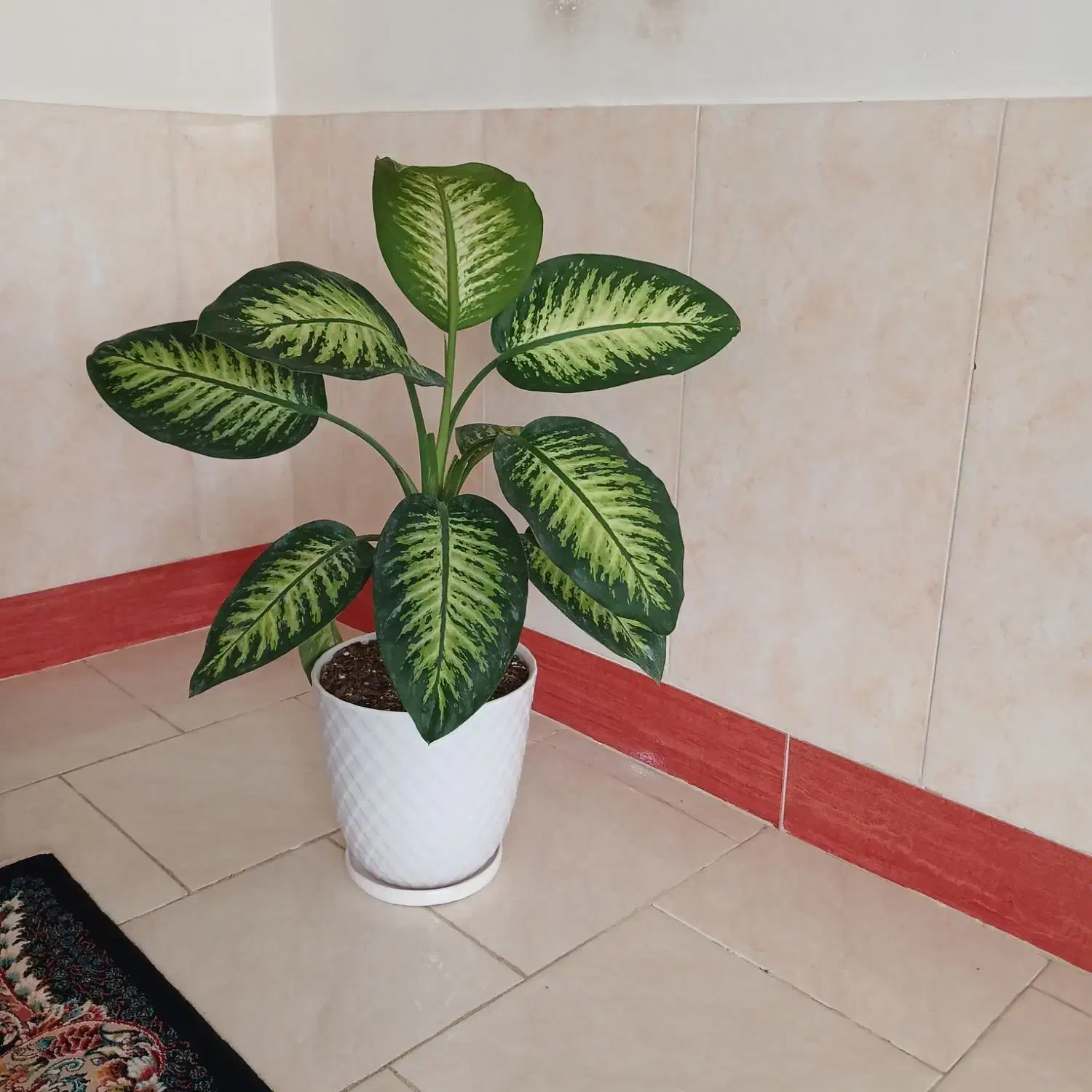 گل طبیعی|گل و گیاه طبیعی|گنبد کاووس, |دیوار