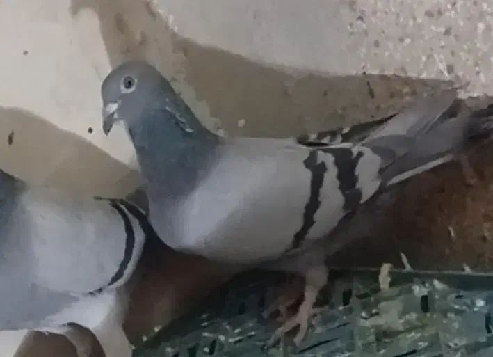 دوتا کفتر جوجه قره مینا سیاه و سبز ماده|پرنده|تربت‌حیدریه, ترمینال|دیوار