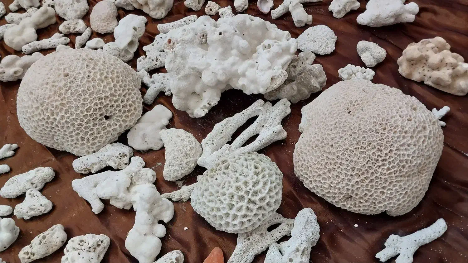 سنگ آکواریوم. ماهی|ماهی|شیروان (خراسان), |دیوار