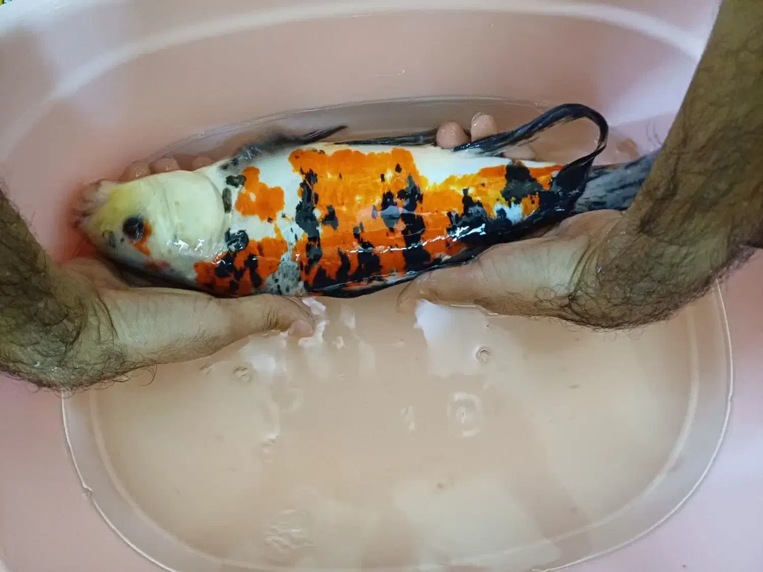 انواع کوی و گوپی آنجل و...|ماهی|مشهد, شهرک مهرگان|دیوار