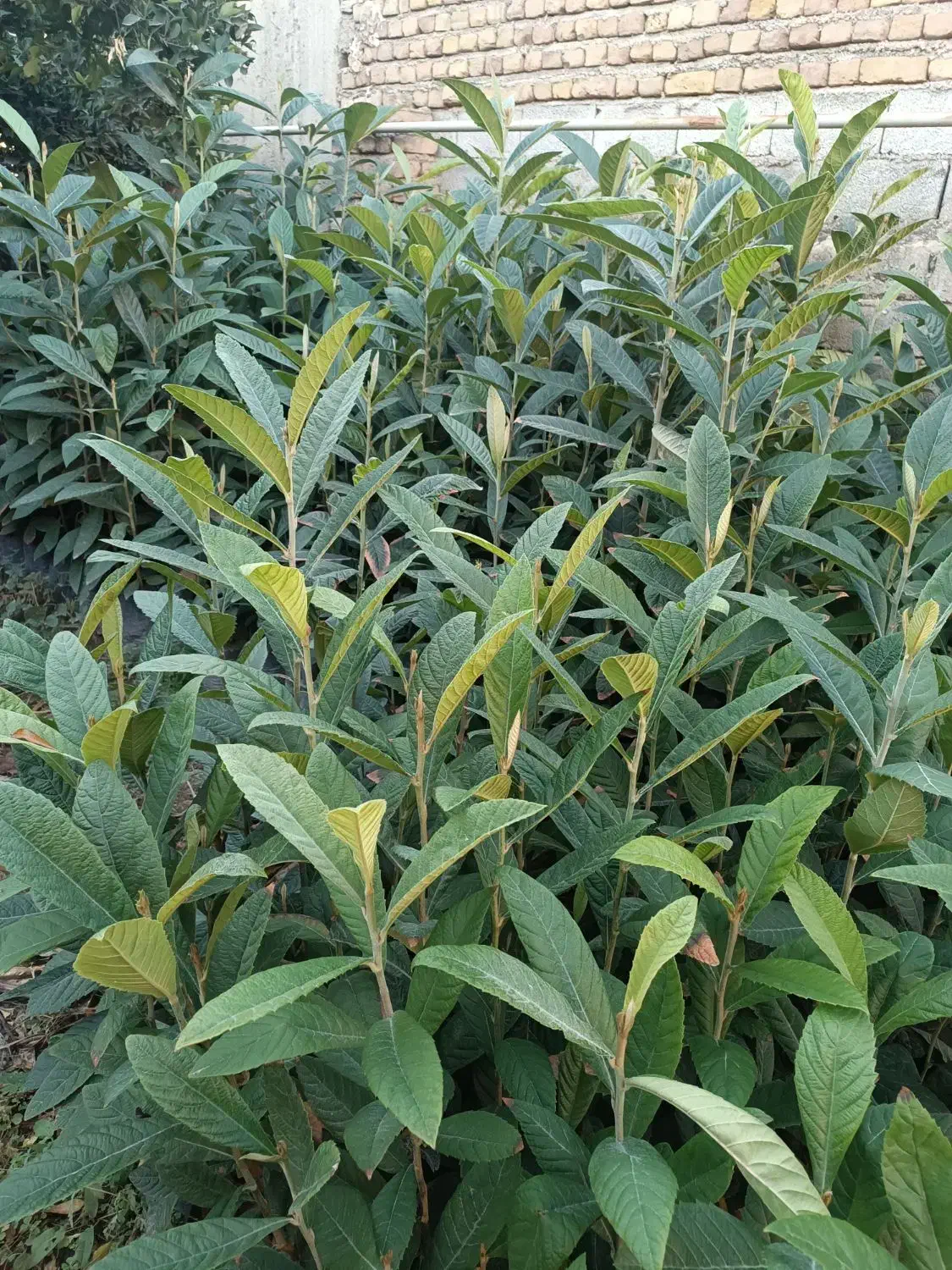 فروش درخت ازگیل سالم و با کیفیت|گل و گیاه طبیعی|کلاله, |دیوار