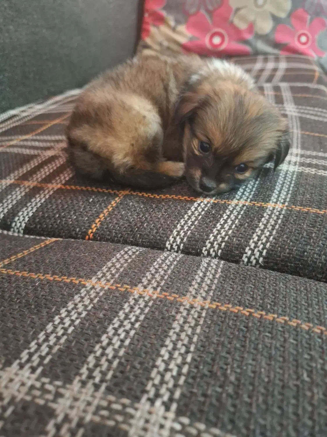 اشتیپز پامر بامزه و شیطون|سگ|شیراز, بهارستان|دیوار