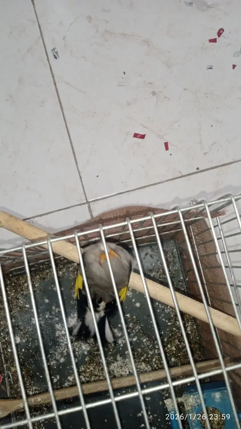 سهره کرمونی بخون3میلیون|پرنده|پاکدشت, حصار امیر|دیوار