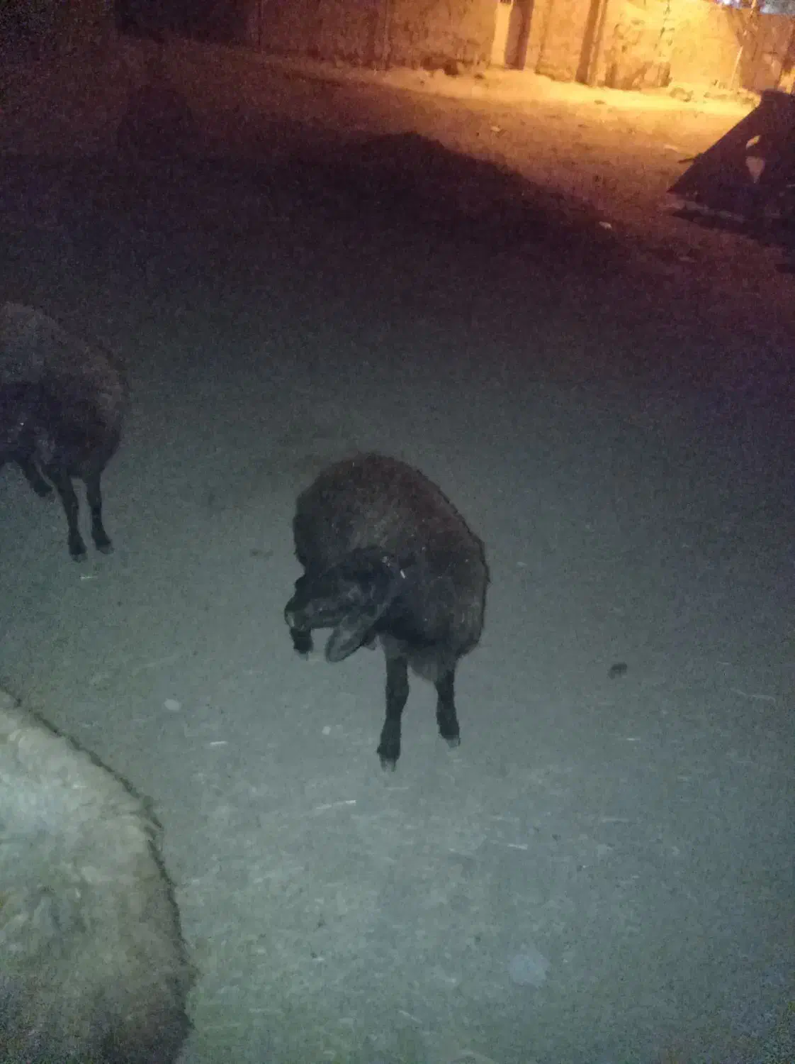 یک عدد بره ویک بز .هر دو باهم ۲۲میلیون میدم|حیوانات مزرعه|چاراویماق, |دیوار