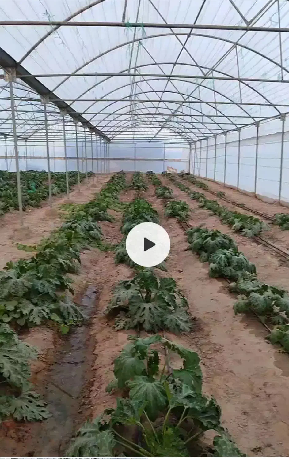 فروش 7250متر مربع گلخانه در جالق|فروش دفتر صنعتی، کشاورزی، تجاری|سراوان, |دیوار