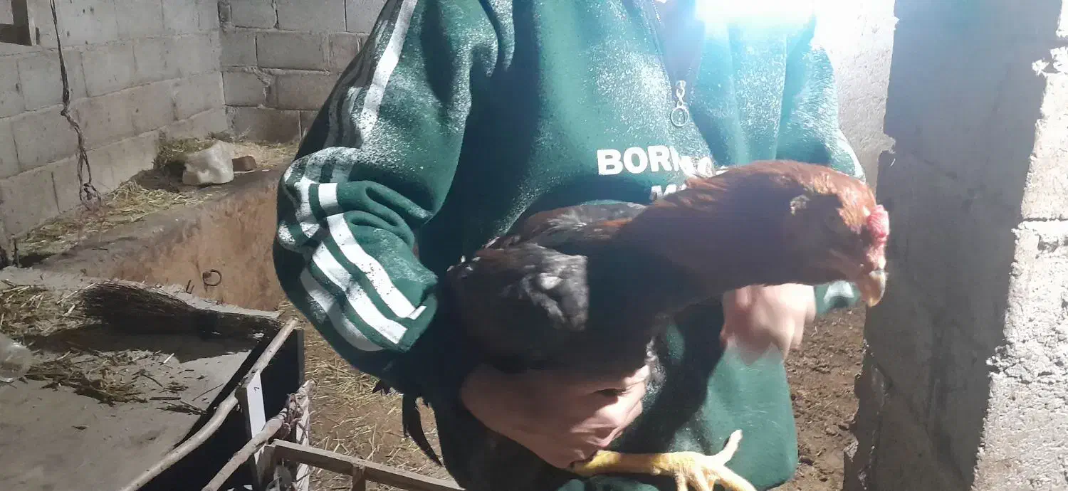 جوجه لاری|حیوانات مزرعه|مشگین شهر, |دیوار