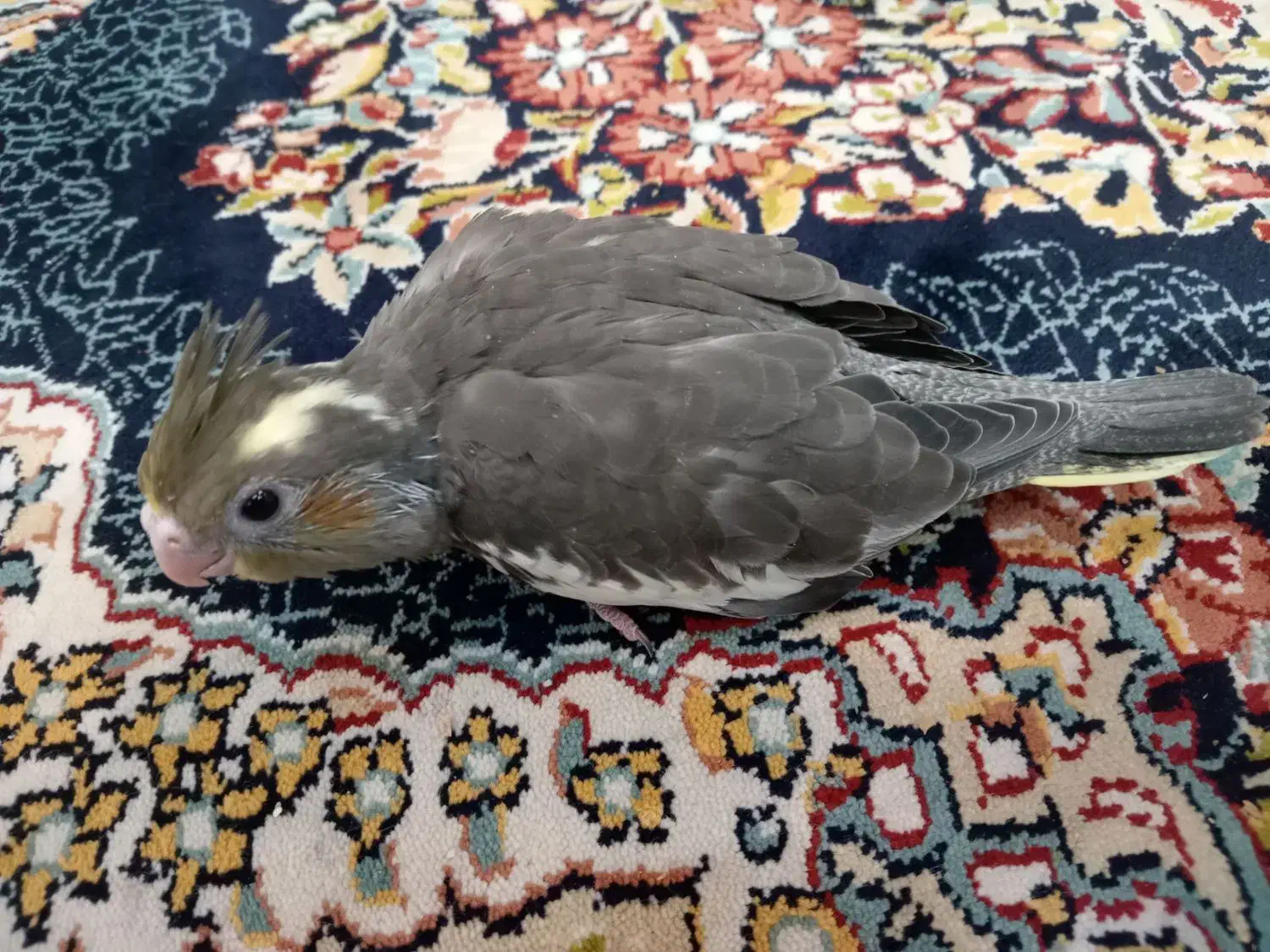 جوجه عروس هلندی و عروس هلندی جفت|پرنده|کرج, حصارک بالا|دیوار