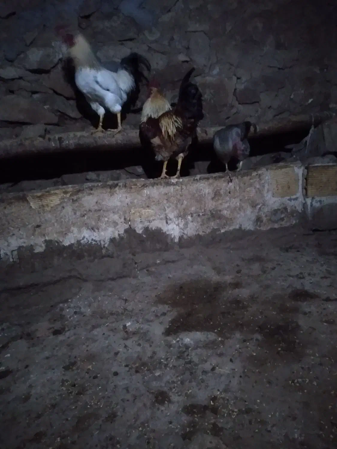 خروس محلی .|حیوانات مزرعه|تیکمه داش, |دیوار