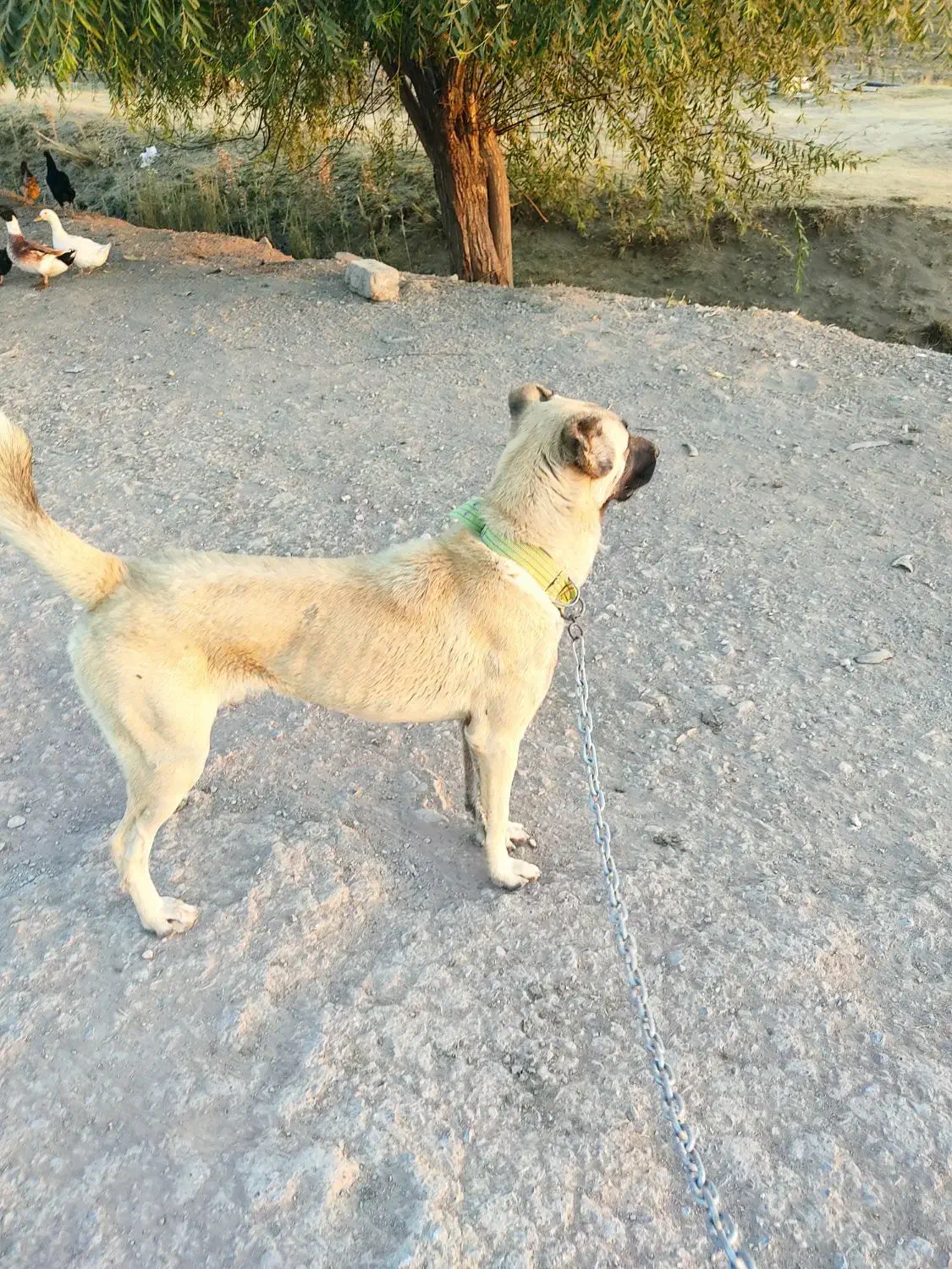 سگ کانگال نر ۷ماه اصل|سگ|مهاباد (آذربایجان غربی), |دیوار