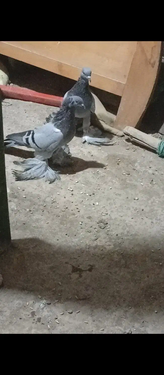 چند عدد کفتر مناسب پرورش در عجب شیر|پرنده|عجب شیر, |دیوار