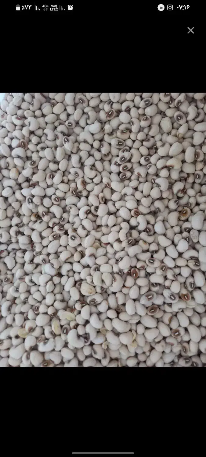 ساری گوز ماش|خوردنی و آشامیدنی|پارسآباد, |دیوار