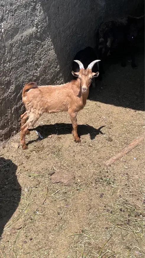 بزغاله|حیوانات مزرعه|اصفهان, اصفهانک|دیوار