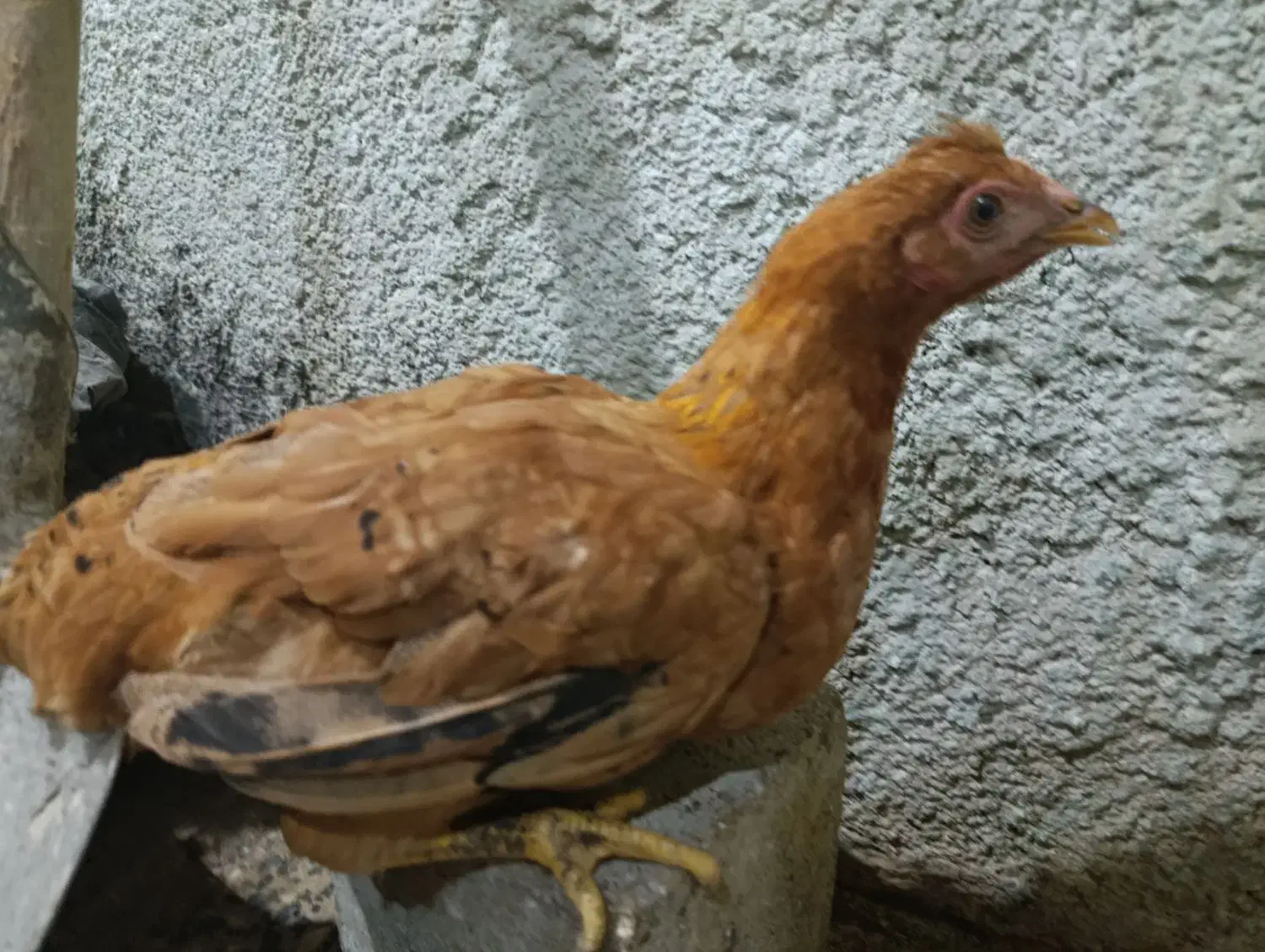 نیمچه|حیوانات مزرعه|اندیمشک, |دیوار