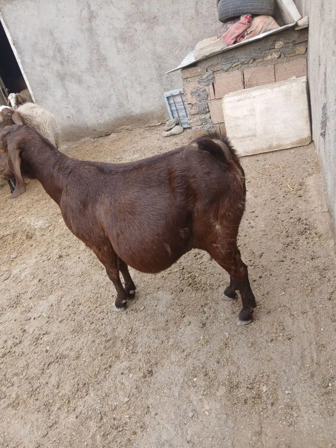 بُز چاق|حیوانات مزرعه|سیدآباد, |دیوار