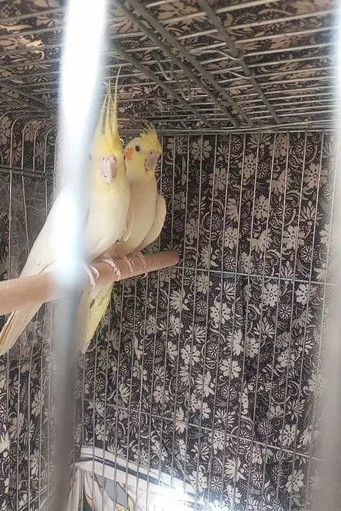 یک جفت عروس هلندی|پرنده|محلات, |دیوار